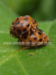Twenty Eight Spotted Ladybeetle