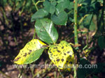 Black Spot on Roses
