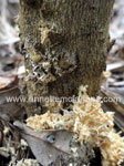 Borer in citrus