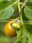 Caterpillar exiting a tomato