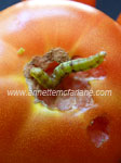 Caterpillar enjoying a tomato