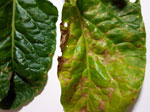 Cercospora On Silverbeet (image by George)