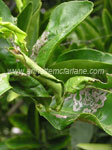 Citrus Leaf Miner