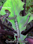 Cluster caterpillar