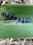Crinum grubs between the leaf layers