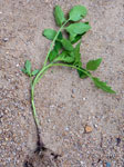 Cut-worm damage on tomatoes