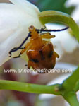 Dendrobium beetle