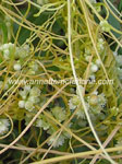 Dodder