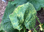 Downy Mildew (image by Lyndal)