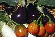 Eggplant
