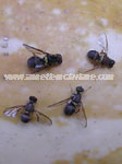 Fruit fly