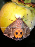 Fruit piercing moth (Othreis sp)