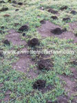 Funnel ants