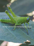 Grasshopper