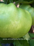 Green vegetable bug damage
