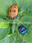 Harliquin bugs