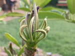 Herbicde Damage On Frangipani (image by Anne-Mary)