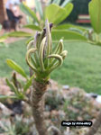 Herbicde damage