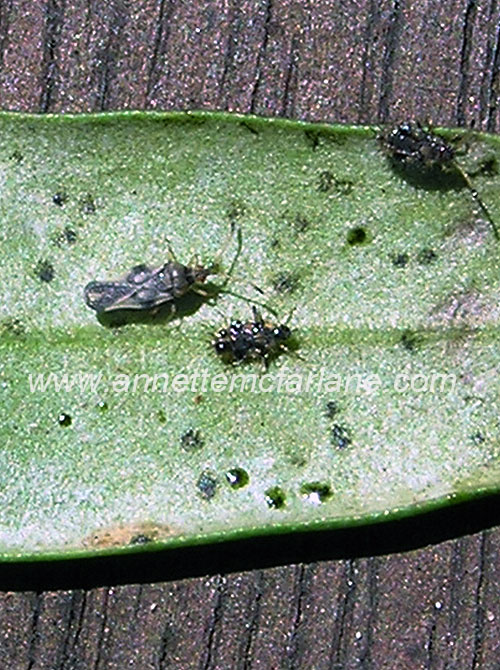 How do you treat hibiscus plants for pests?