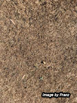 Lawn grub damage to lawns