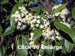 Lemon Myrtle