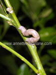 Looper caterpillar