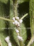 Mealy Bugs