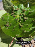 Galls on macaranga leafs
