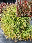 Euphorbia - Mexican Firecracker