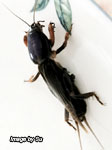 Mole cricket