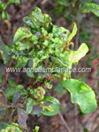 Pimple Psyllids on Lillypilly