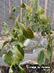 Red spider mite on capsicum