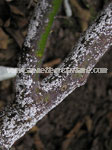 White scale on roses