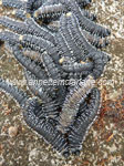 Sawfly larvae