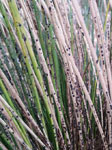 Scale on grass tree