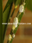 Seychelles soft Scale
