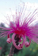 Shaving Brush Tree
