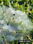 Sod web worm