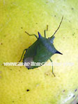 Spined Citrus Bug