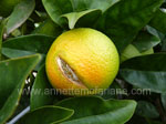 Split Citrus