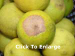 Stylar End Rot