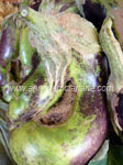 Thrip damage on eggplants