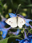 Cabbage white butterfly
