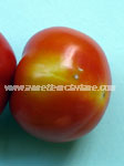 Whitefly damage on tomato