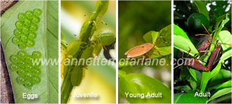 Bronze orange bugs life cycle