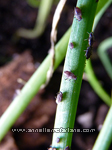 Black Chive Aphids