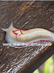 Red triangle slug (Triboniophorus graeffei)