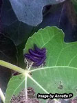 Fig leaf beetle larvae